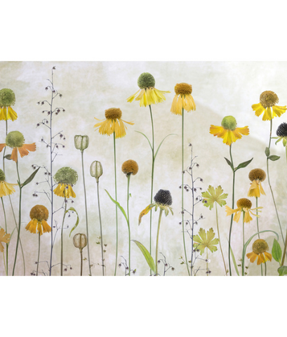 FLOWERS WALL MURALS Products 55