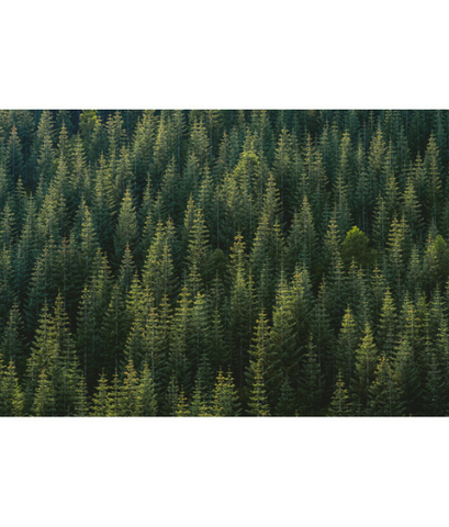 Plant Wall Murals products 4